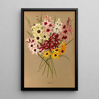 Reproduction of the painting Ixias Hybrides - Arentina Hendrica Arendsen