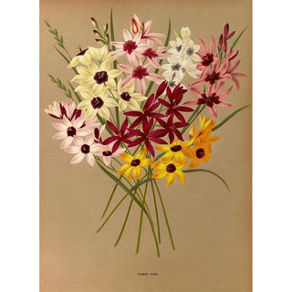 Reproduction of the painting Ixias Hybrides - Arentina Hendrica Arendsen