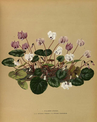 Iris Cyclamen Atkinsii, Atkinsii Roseum, Atkinsii Purpureum - Arentina Hendrica Arendsen — artwork view