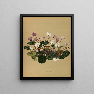 Iris Cyclamen Atkinsii, Atkinsii Roseum, Atkinsii Purpureum - Arentina Hendrica Arendsen — framed artwork on a wall