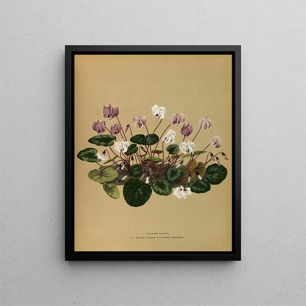 Iris Cyclamen Atkinsii, Atkinsii Roseum, Atkinsii Purpureum - Arentina Hendrica Arendsen — framed artwork on a wall