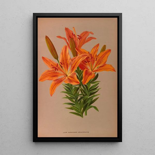 Reproduction of the painting Ilium Thunbergianum Aureum Maculatum - Arentina Hendrica Arendsen