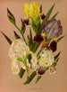 Iris germanica - Arentina Hendrica Arendsen — artwork view