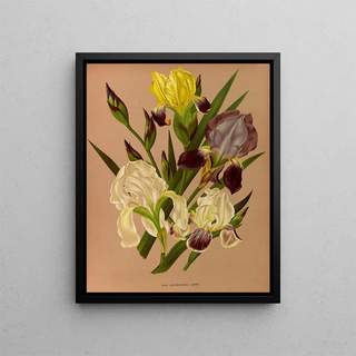 Iris germanica - Arentina Hendrica Arendsen — framed artwork on a wall