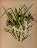 Iris pêche 2 Iris tubéreuse - Arentina Hendrica Arendsen — artwork view