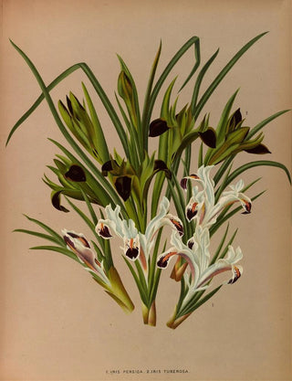Iris pêche 2 Iris tubéreuse - Arentina Hendrica Arendsen — artwork view