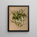 Iris pêche 2 Iris tubéreuse - Arentina Hendrica Arendsen — framed artwork on a wall