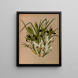 Iris pêche 2 Iris tubéreuse - Arentina Hendrica Arendsen — framed artwork on a wall