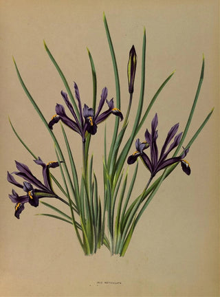 Iris réticulé - Arentina Hendrica Arendsen — artwork view