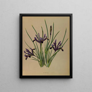 Iris réticulé - Arentina Hendrica Arendsen — framed artwork on a wall