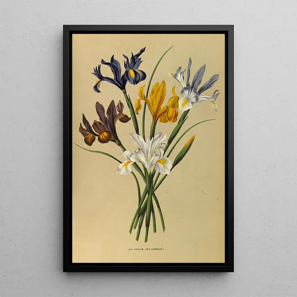 Reproduction of the painting Iris Xiphium Iris Hispanica - Arentina Hendrica Arendsen