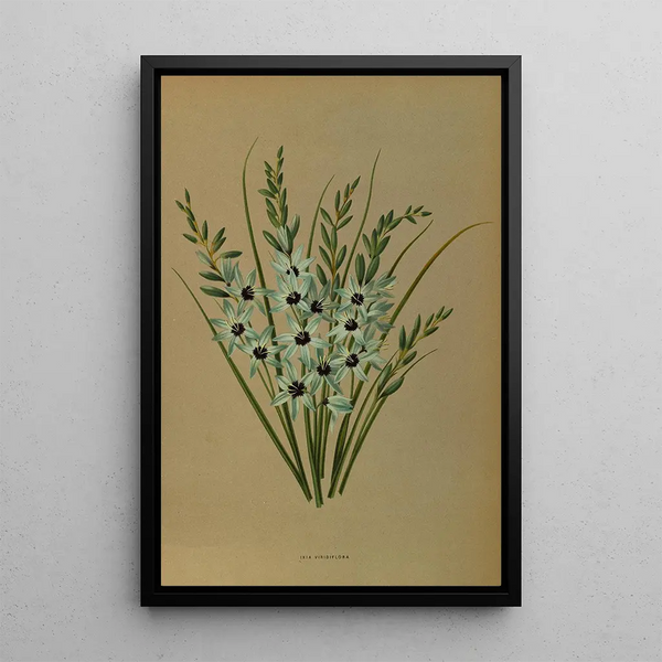 Reproduction of the painting Ixia Viridiflora - Arentina Hendrica Arendsen