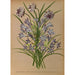 Brodiea Congesta Brodiea Grandiflora Milla Laxa Triteleia Laxa Seubertia Laxa - Arentina Hendrica Arendsen