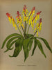 Lachenalia Pendula 2 Lachenalia Quaoricolor - Arentina Hendrica Arendsen — artwork view