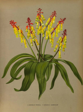 Lachenalia Pendula 2 Lachenalia Quaoricolor - Arentina Hendrica Arendsen — artwork view