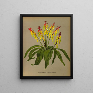 Lachenalia Pendula 2 Lachenalia Quaoricolor - Arentina Hendrica Arendsen — framed artwork on a wall