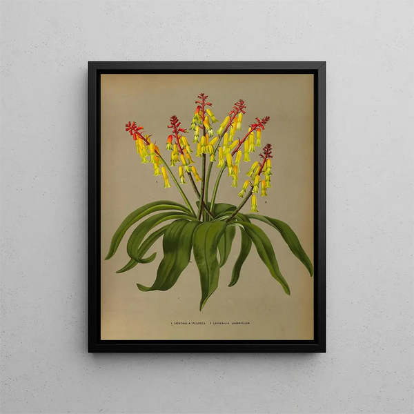Lachenalia Pendula 2 Lachenalia Quaoricolor - Arentina Hendrica Arendsen — framed artwork on a wall