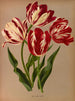 Tulips late roses - Arentina Hendrica Arendsen — artwork view