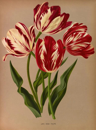 Tulips late roses - Arentina Hendrica Arendsen — artwork view