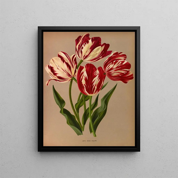 Tulips late roses - Arentina Hendrica Arendsen — framed artwork on a wall