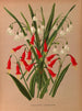 Leucojum aestivum, Pentlandia miniata - Arentina Hendrica Arendsen — artwork view