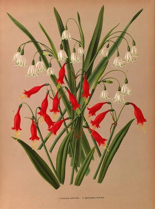 Leucojum aestivum, Pentlandia miniata - Arentina Hendrica Arendsen — artwork view