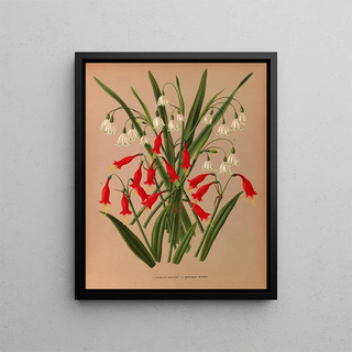 Leucojum aestivum, Pentlandia miniata - Arentina Hendrica Arendsen — framed artwork on a wall