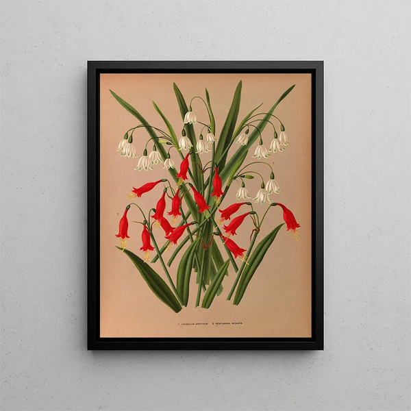 Leucojum aestivum, Pentlandia miniata - Arentina Hendrica Arendsen — framed artwork on a wall