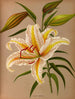 Lys doré - Arentina Hendrica Arendsen — artwork view