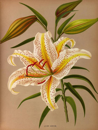 Lys doré - Arentina Hendrica Arendsen — artwork view