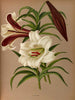 Lily Brown - Arentina Hendrica Arendsen — artwork view