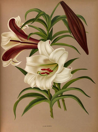 Lily Brown - Arentina Hendrica Arendsen — artwork view