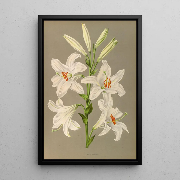 Lys candidum - Arentina Hendrica Arendsen — framed artwork on a wall