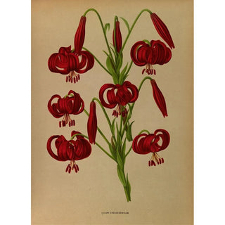 Reproduction of the painting Lys chalcedonique - Arentina Hendrica Arendsen
