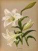 Lys de Longiflorum - Arentina Hendrica Arendsen — artwork view