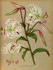 Lilium speciosum album, lancifolium album - Arentina Hendrica Arendsen — artwork view