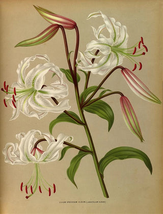 Lilium speciosum album, lancifolium album - Arentina Hendrica Arendsen — artwork view