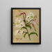 Lilium speciosum album, lancifolium album - Arentina Hendrica Arendsen — framed artwork on a wall