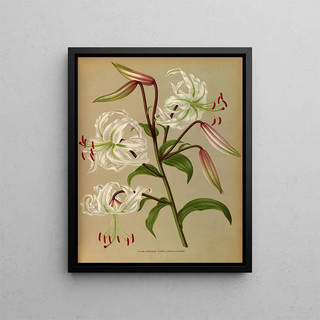 Lilium speciosum album, lancifolium album - Arentina Hendrica Arendsen — framed artwork on a wall