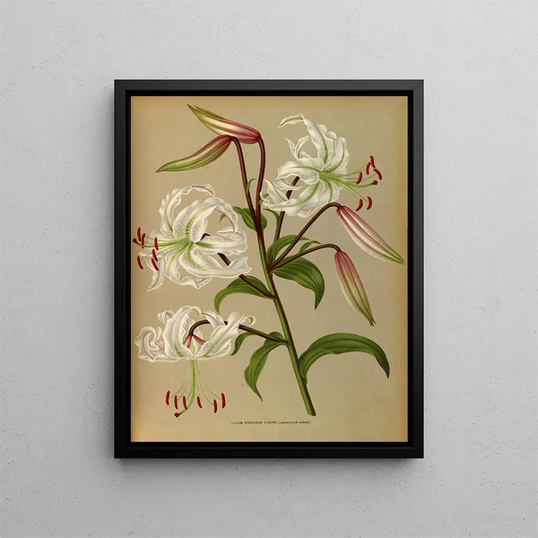 Lilium speciosum album, lancifolium album - Arentina Hendrica Arendsen — framed artwork on a wall