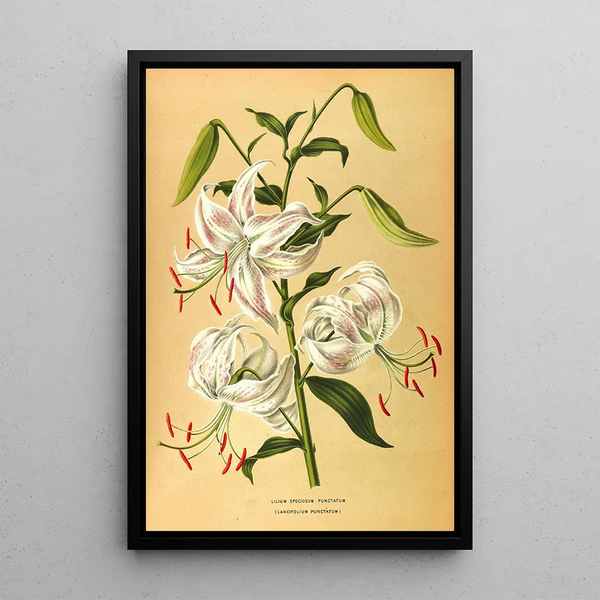 Lys speciosum punctatum - Arentina Hendrica Arendsen — framed artwork on a wall