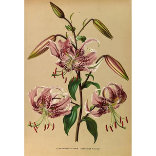 Lys speciosum rubrum - Arentina Hendrica Arendsen — artwork view