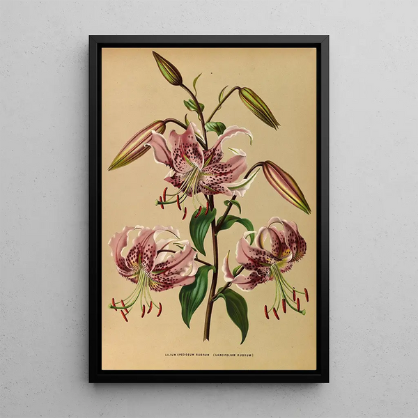 Lys speciosum rubrum - Arentina Hendrica Arendsen — framed artwork on a wall