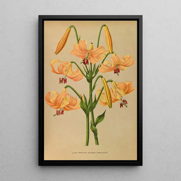 Lys testaceum - Arentina Hendrica Arendsen — framed artwork on a wall