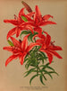 Lilium thunbergianum venustum - Arentina Hendrica Arendsen — artwork view