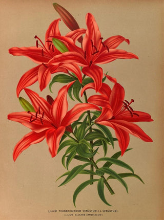 Lilium thunbergianum venustum - Arentina Hendrica Arendsen — artwork view