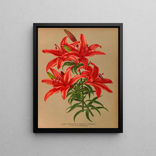 Lilium thunbergianum venustum - Arentina Hendrica Arendsen — framed artwork on a wall