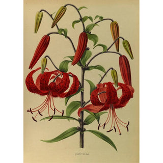 Lys tigrinum - Arentina Hendrica Arendsen — artwork view