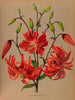 The Tigré Lily in full bloom - Arentina Hendrica Arendsen — artwork view