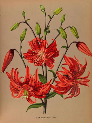 The Tigré Lily in full bloom - Arentina Hendrica Arendsen — artwork view